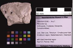 Foto (Objekt + Etiketten) von Pithonoton sp. (NHMW-GEO-1990-0041-0246)